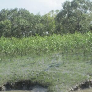 Adapt Forestation Project for Tigers – Sundarbans