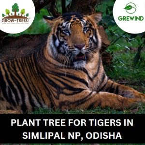 Gift Plant a Tree for Tigers – Simlipal Natioanl Park